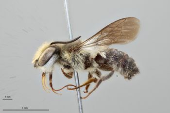 Media type: image;   Entomology 27431 Aspect: habitus lateral view